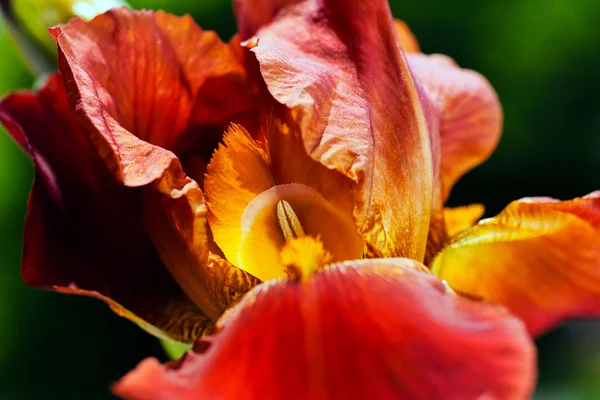 Primer Plano Hermoso Iris Rojo — Foto de Stock