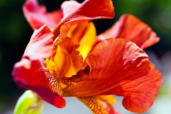 Primer Plano Una Hermosa Flor Iris Rojo Jardín Nota Poca — Foto de Stock