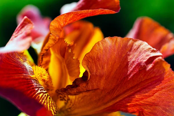 Nahaufnahme Einer Schönen Roten Irisblume Garten Beachten Sie Die Geringe — Stockfoto