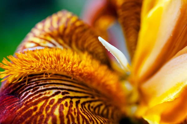 Macro Una Barba Una Flor Iris Rojo Nota Poca Profundidad — Foto de Stock