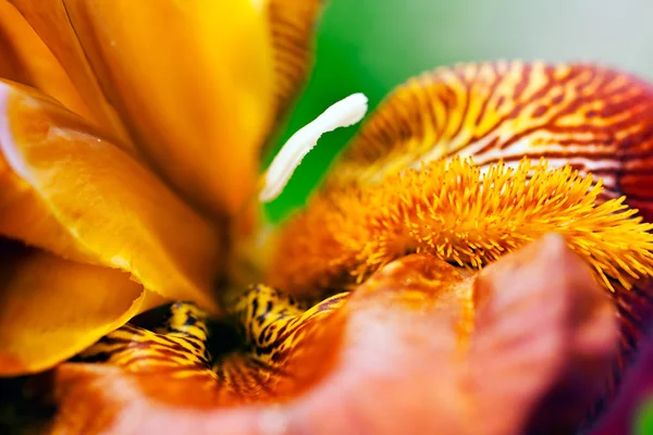 Macro Una Barba Una Flor Iris Rojo Nota Poca Profundidad — Foto de Stock