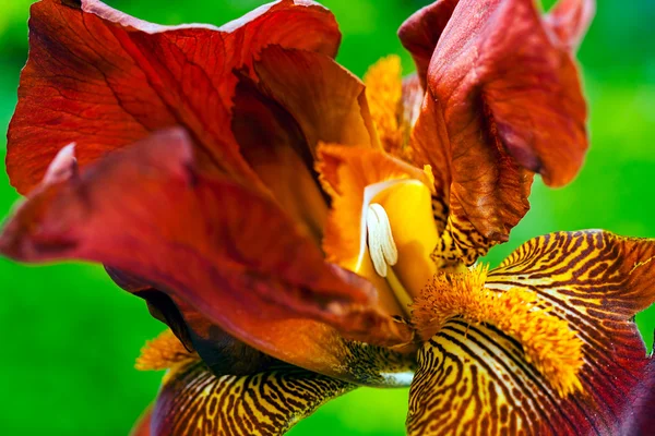 Barbas Uma Flor Íris Vermelha Fundo Verde Natural — Fotografia de Stock