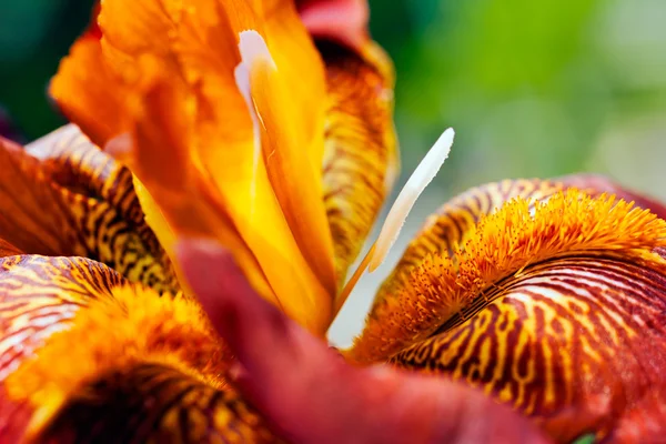 Close Van Een Bordeauxrode Bebaarde Irisbloem Bloei Natuurlijke Groene Achtergrond — Stockfoto