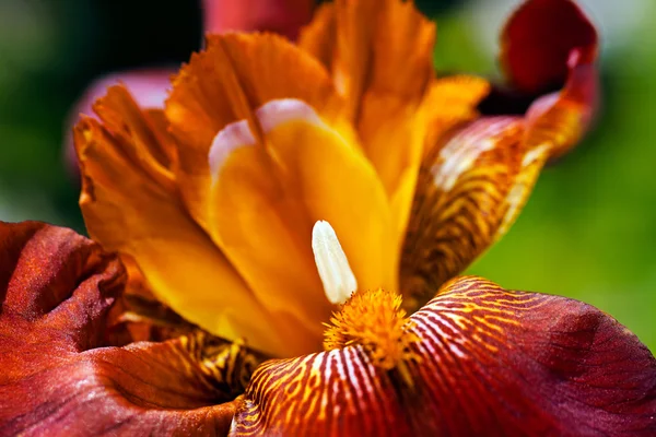 Primer Plano Una Antera Una Flor Iris Rojo Flor Profundidad — Foto de Stock