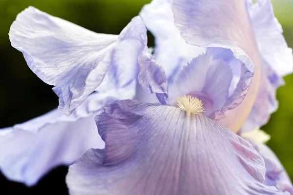Lilac Iris Flower Garden Natural Dark Background — Stock Photo, Image