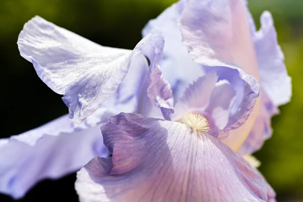 Fiore Iris Lilla Giardino Sfondo Scuro Naturale — Foto Stock