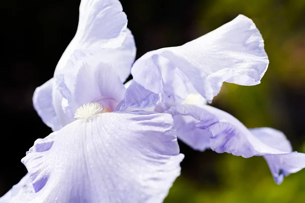 Bahçedeki Açık Leylak Süsen Çiçeğini Kapat — Stok fotoğraf