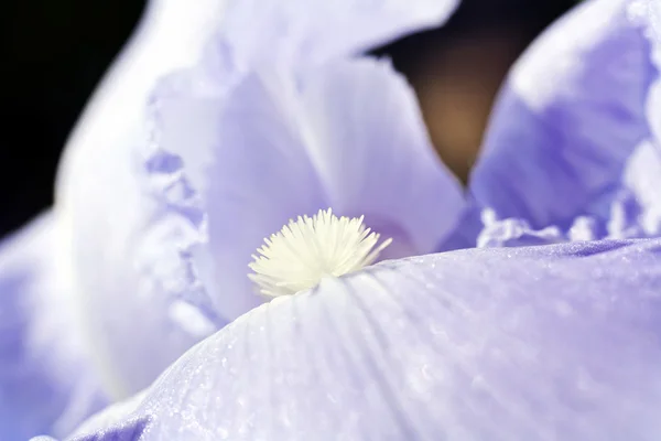 Light Lilac Flower Closeup Iris Croatica — Stock Photo, Image