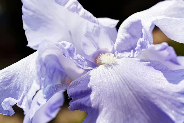 Close Light Lilac Iris Garden — Stock Photo, Image