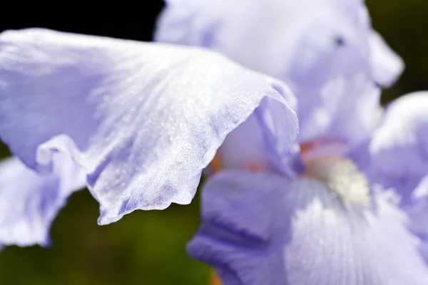 Iris Lilla Fiore Primavera Nota Profondità Campo Poco Profonda — Foto Stock