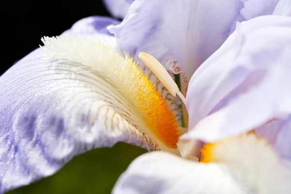 Lila Flor Iris Con Barba Naranja Jardín Sobre Fondo Oscuro — Foto de Stock