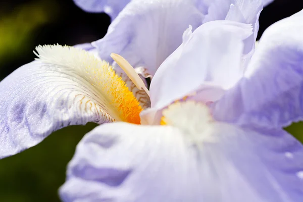 Fiore Iris Lilla Con Barba Arancione Giardino Sfondo Naturale Scuro — Foto Stock