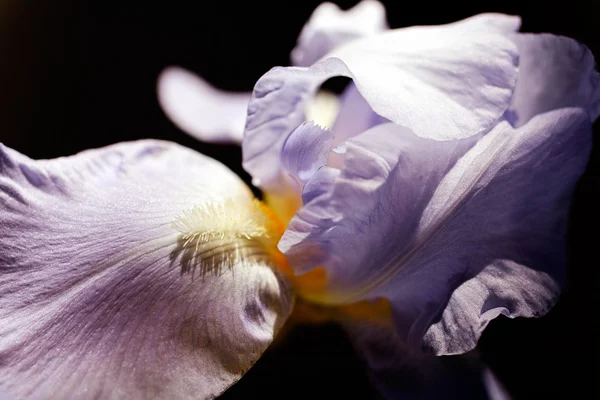 Hermoso Lila Iris Flor Primer Plano Sobre Fondo Oscuro Natural — Foto de Stock