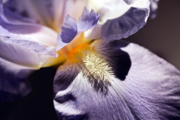 Lilac Iris Bloem Met Oranje Baarden Tuin Natuurlijke Donkere Achtergrond — Stockfoto
