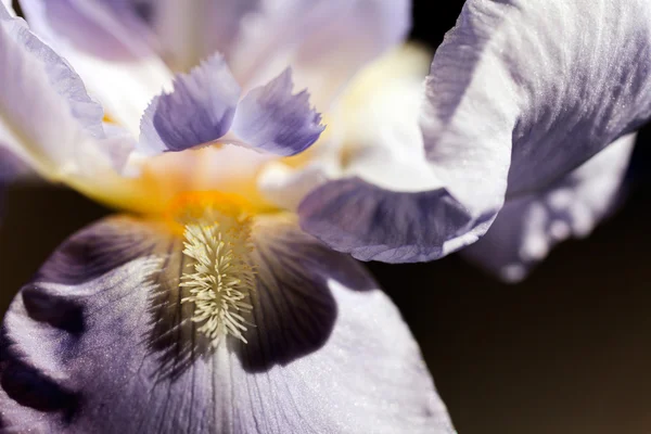Lilac Iris Flower Beards Macro Natural Dark Background — Stock Photo, Image