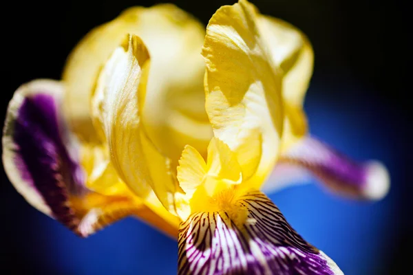 Красива Жовта Фіолетова Райдужка Саду Природному Темному Тлі — стокове фото