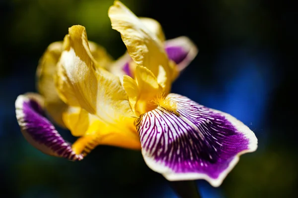 Iris Gala Jaune Violet Sur Fond Noir Naturel — Photo