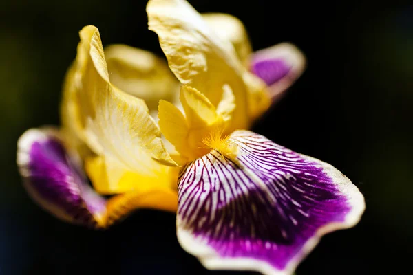 Iris Gala Amarillo Violeta Sobre Fondo Oscuro Natural — Foto de Stock