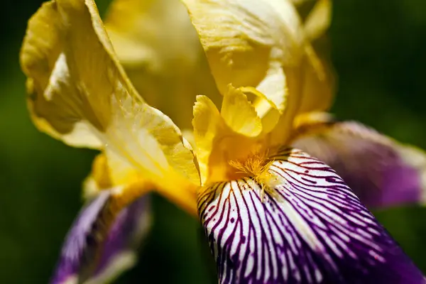 Íris Amarela Violeta Bonita Jardim Fundo Escuro Natural — Fotografia de Stock