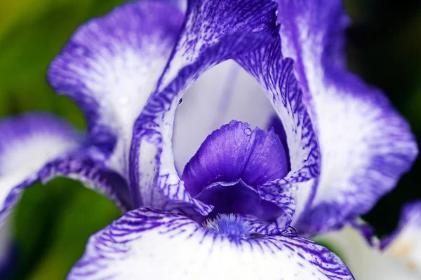 Fioritura Fiore Iris Primavera Sfondo Scuro Naturale — Foto Stock