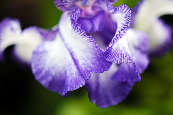 Белый Фиолетовый Цветок Радужной Оболочки Естественном Темно Зеленом Фоне — стоковое фото