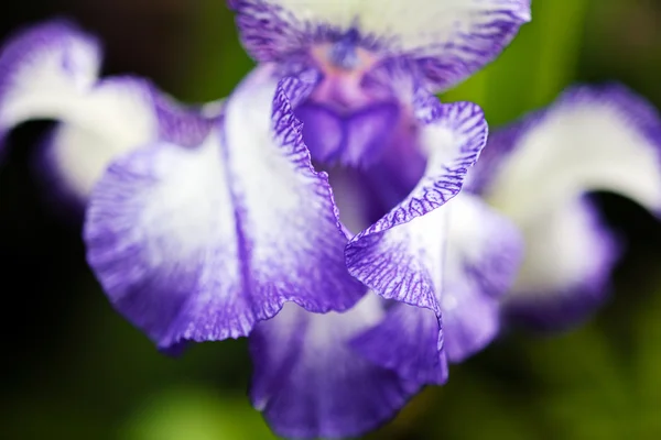 Fiore Iris Bianco Viola Sfondo Verde Scuro Naturale — Foto Stock