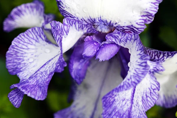 Closeup White Violet Iris Flower Blooming — Stock Photo, Image
