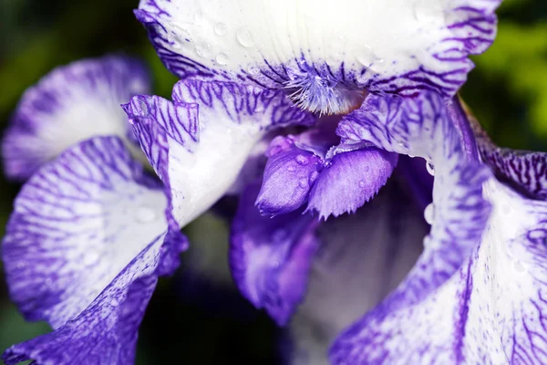 Iris Bianco Viola Fiore Fioritura Macro — Foto Stock