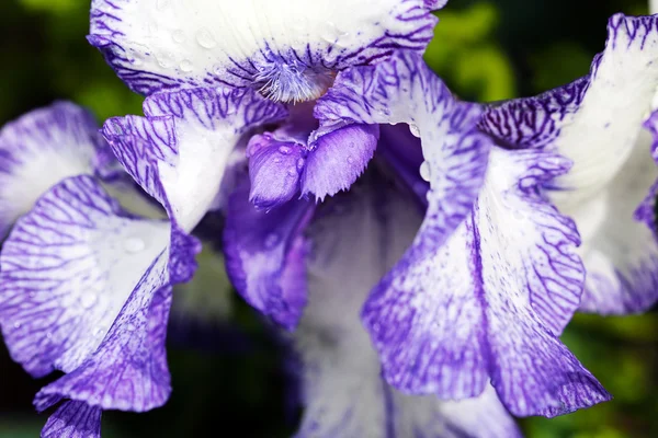 Iris Bianco Viola Fiore Fioritura Macro — Foto Stock