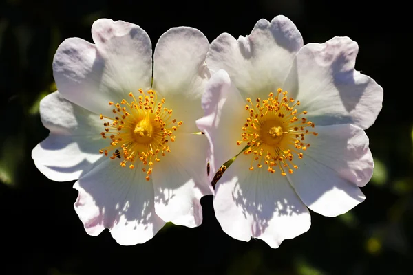 Két fehér virágok — Stock Fotó