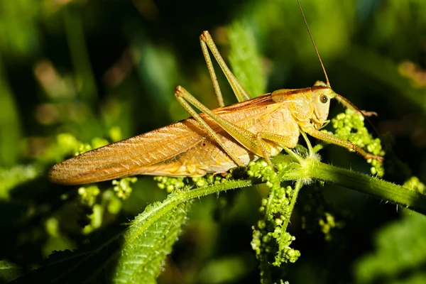 Close Van Een Veld Sprinkhaan Groen Blad — Stockfoto