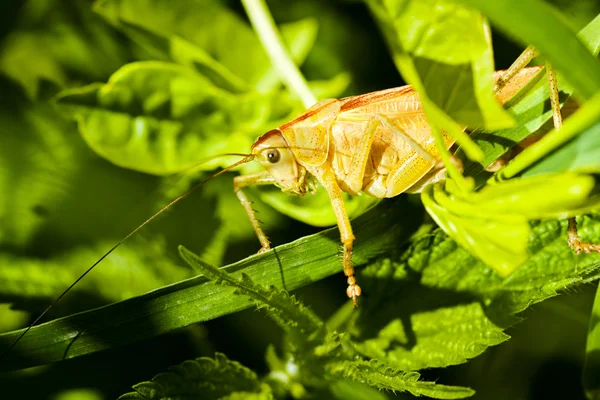 Nahaufnahme Einer Feldheuschrecke Auf Grünem Blatt Beachten Sie Die Geringe — Stockfoto