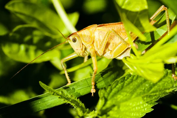 Veld sprinkhaan op een blad — Stockfoto