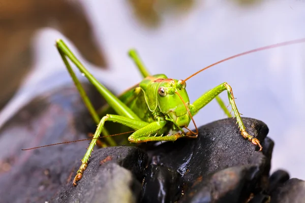 Close Van Een Groene Sprinkhaan Zwarte Kiezelstenen Opmerking Ondiepe Scherptediepte — Stockfoto