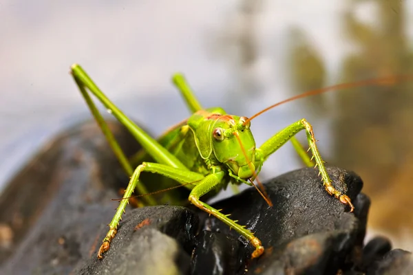 Fechar Gafanhoto Verde Seixos Pretos Observe Profundidade Rasa Campo — Fotografia de Stock