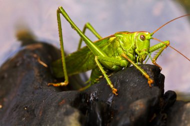 Göl kıyısındaki siyah çakıl üzerinde yeşil çekirge; sığ alan derinliği dikkat edin