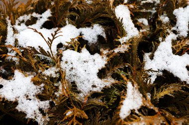 Kuru thuja dalları karla kaplıdır. 