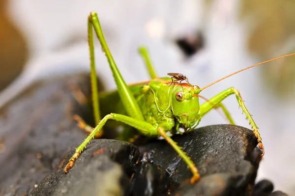 Groene Sprinkhaan Zittend Zwart Grind Met Kleine Vlieg Zijn Hoofd — Stockfoto