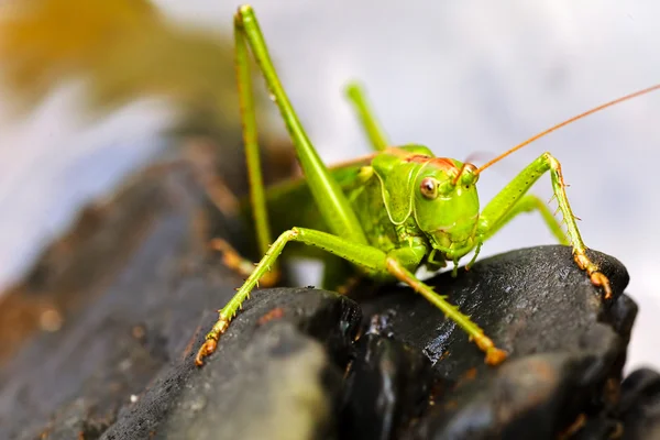 Close Van Een Groene Sprinkhaan Zwarte Kiezelstenen Opmerking Ondiepe Scherptediepte — Stockfoto