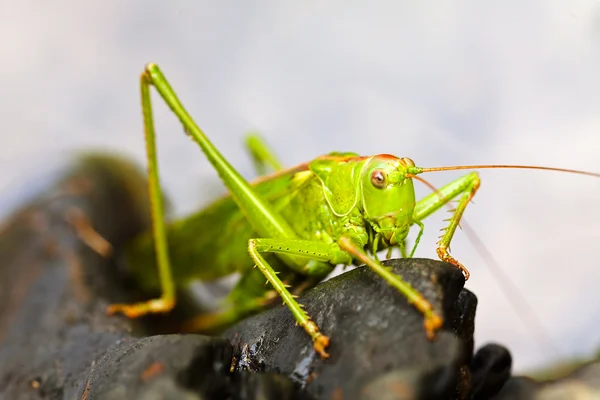 Groene Sprinkhaan Zittend Zwart Grind Ondiepe Scherptediepte Noteren — Stockfoto