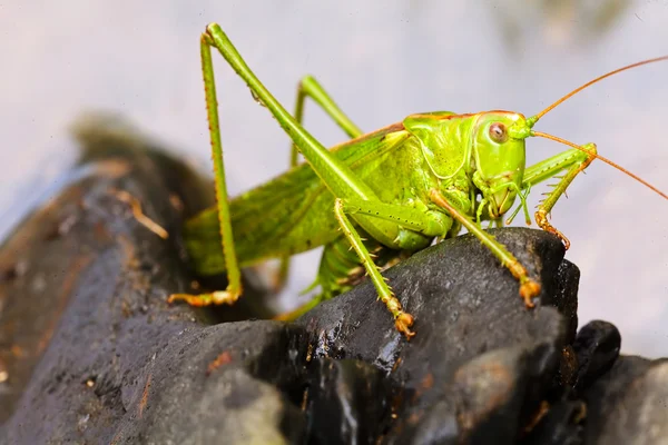 Groene Sprinkhaan Zittend Zwart Grind Ondiepe Scherptediepte Noteren — Stockfoto