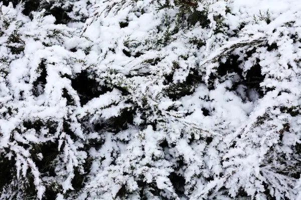 Karla Kaplı Çam Ağaçlarının Dalları — Stok fotoğraf