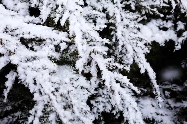 Çam Ağaçlarının Doğal Koyu Arkaplan Karla Kaplı Dallarına Yakın — Stok fotoğraf