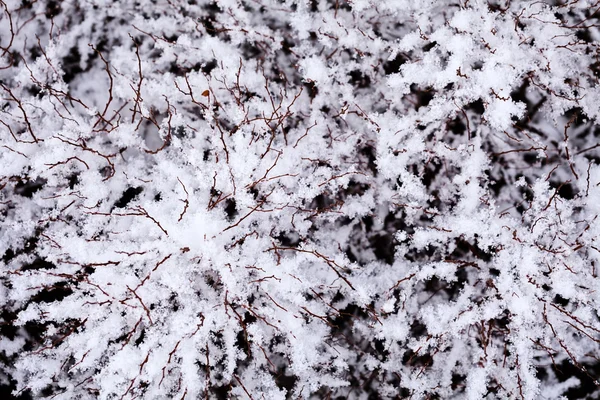 Větve Křoví Pod Sněhem — Stock fotografie