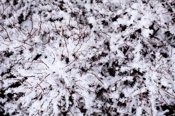 Takken Van Struik Onder Sneeuw — Stockfoto