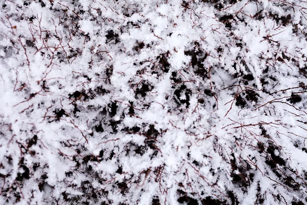 Ξηρά Κλαδιά Του Θάμνου Κάτω Από Χιόνι — Φωτογραφία Αρχείου