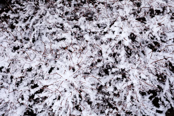 Bush Kar Altında Kuru Dalları — Stok fotoğraf