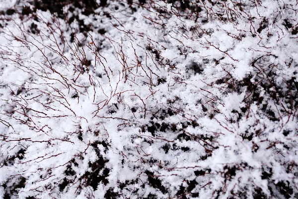 雪の下で乾燥した草 冬の背景 — ストック写真