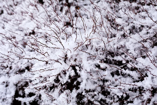 Kar Altında Kuru Çimenler Kış Arkaplanı — Stok fotoğraf
