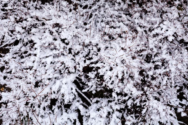 积雪下的干草 冬季背景 — 图库照片